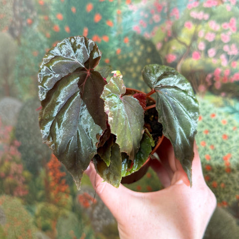 Begonia pavonina - Sprouts of Bristol