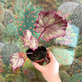 Begonia ‘Pink Panther’ - Sprouts of Bristol