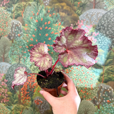 Begonia ‘Pink Panther’ - Sprouts of Bristol