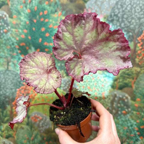 Begonia ‘Pink Panther’ - Sprouts of Bristol