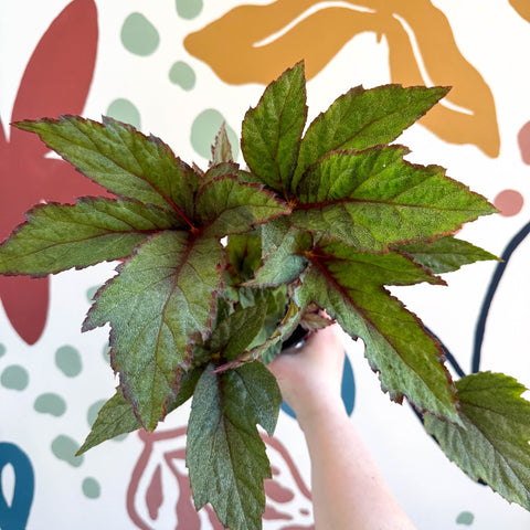 Begonia 'Pollux' - Welsh Grown - Sprouts of Bristol