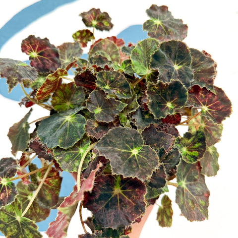 Begonia rex 'Bethlehem Star' - Welsh Grown - Sprouts of Bristol