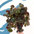 Begonia rex 'Bethlehem Star' - Welsh Grown - Sprouts of Bristol