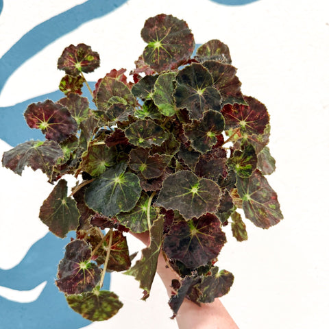Begonia rex 'Bethlehem Star' - Welsh Grown - Sprouts of Bristol