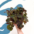 Begonia rex 'Bethlehem Star' - Welsh Grown - Sprouts of Bristol