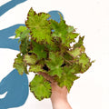 Begonia rex 'Cleopatra' - Welsh Grown - Sprouts of Bristol