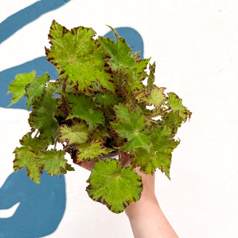 Begonia rex 'Cleopatra' - Welsh Grown - Sprouts of Bristol