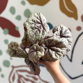 Begonia rex 'Dewdrop' - Welsh Grown - Sprouts of Bristol