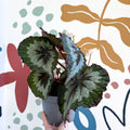 Begonia rex 'Emerald Giant - Welsh Grown - Sprouts of Bristol