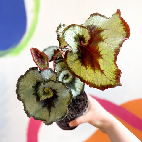 Begonia rex 'Escargot' - Welsh Grown - Sprouts of Bristol