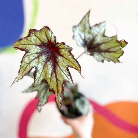 Begonia rex 'Little Brother Montgomery' - Welsh Grown - Sprouts of Bristol
