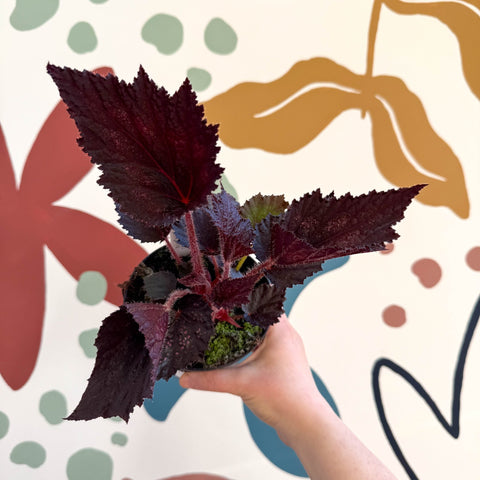 Begonia rex 'Phantom' - Welsh Grown - Sprouts of Bristol