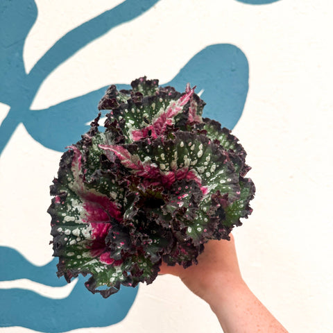Begonia rex 'Purple Blush' - Sprouts of Bristol
