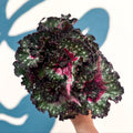 Begonia rex 'Purple Blush' - Sprouts of Bristol