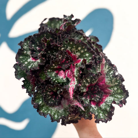 Begonia rex 'Purple Blush' - Sprouts of Bristol