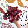Begonia rex 'Red Bull' - Sprouts of Bristol