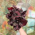 Begonia rex ‘Rumba’ – Rex Begonia - Sprouts of Bristol