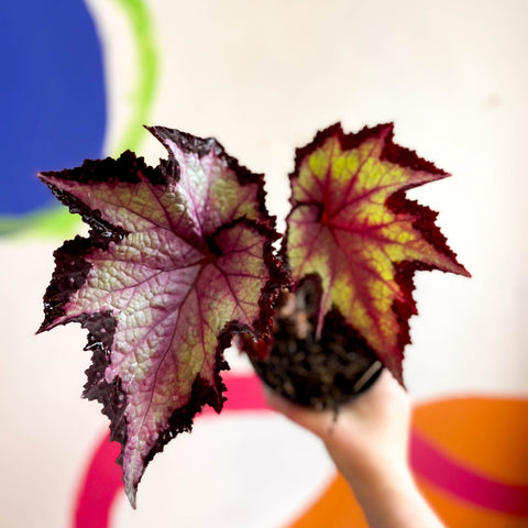Begonia rex 'Sal's Comet' - Welsh Grown - Sprouts of Bristol