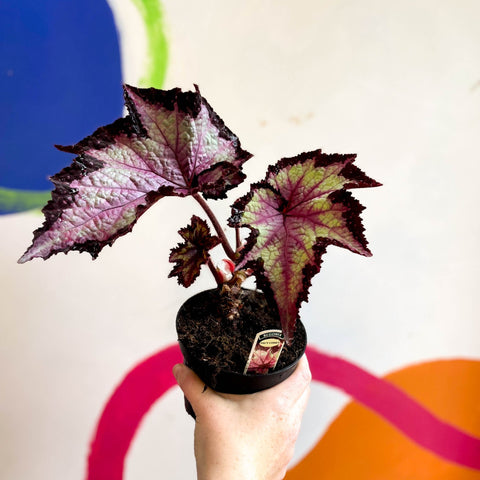 Begonia rex 'Sal's Comet' - Welsh Grown - Sprouts of Bristol