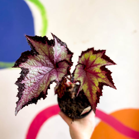 Begonia rex 'Sal's Comet' - Welsh Grown - Sprouts of Bristol