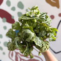 Begonia rex 'Silver Jewel' - Welsh Grown - Sprouts of Bristol