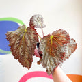 Begonia rex 'Solid Silver' - Welsh Grown - Sprouts of Bristol