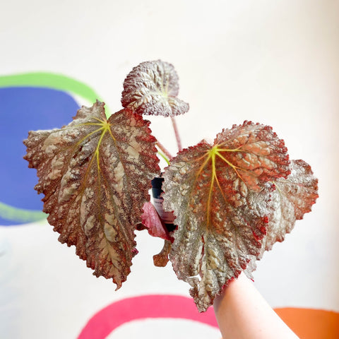 Begonia rex 'Solid Silver' - Welsh Grown - Sprouts of Bristol