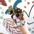 Begonia rex 'Spirit Of Kwale' - Sprouts of Bristol