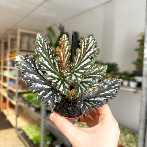 Begonia ‘Ruby’ – Angel Wing Begonia - Sprouts of Bristol