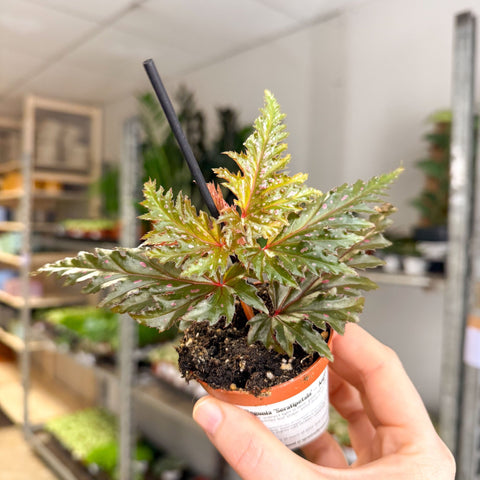 Begonia ‘Seratipetala’ – Angel Wing Begonia - Sprouts of Bristol