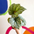 Begonia 'Silver Cloud' - Welsh Grown - Sprouts of Bristol