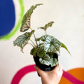 Begonia 'Silver Cloud' - Welsh Grown - Sprouts of Bristol
