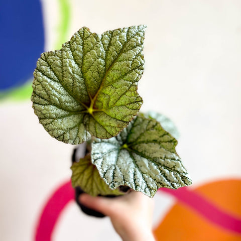 Begonia 'Silver Cloud' - Welsh Grown - Sprouts of Bristol