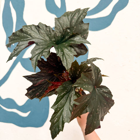 Begonia ‘Sophie Cecile’ - Welsh Grown - Sprouts of Bristol