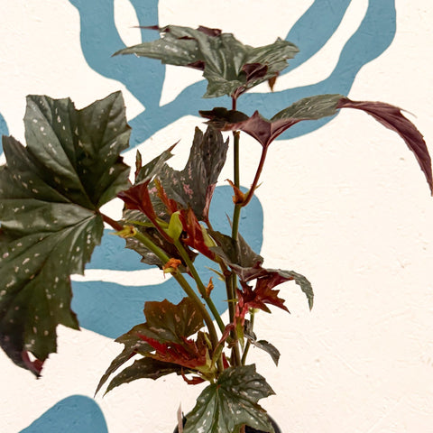 Begonia ‘Sophie Cecile’ - Welsh Grown - Sprouts of Bristol