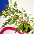 Begonia sutherlandii 'Saunders Legacy' - Welsh Grown - Sprouts of Bristol