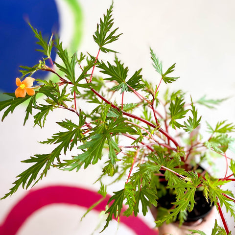 Begonia sutherlandii 'Saunders Legacy' - Welsh Grown - Sprouts of Bristol