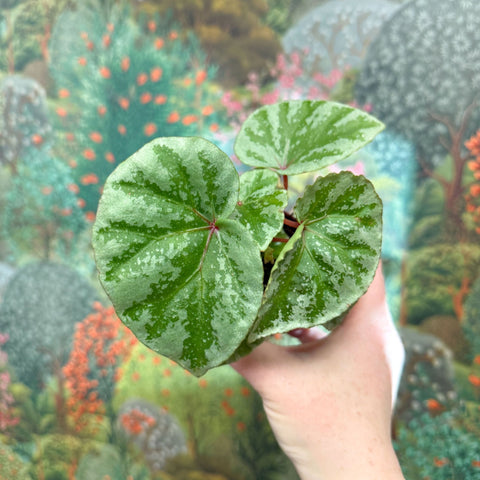 Begonia ‘Temuyuk Silver’ - Sprouts of Bristol