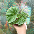 Begonia ‘Temuyuk Silver’ - Sprouts of Bristol