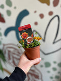 Bidens 'Brazen Samurai' - British Grown - Sprouts of Bristol