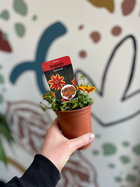 Bidens 'Brazen Samurai' - British Grown - Sprouts of Bristol