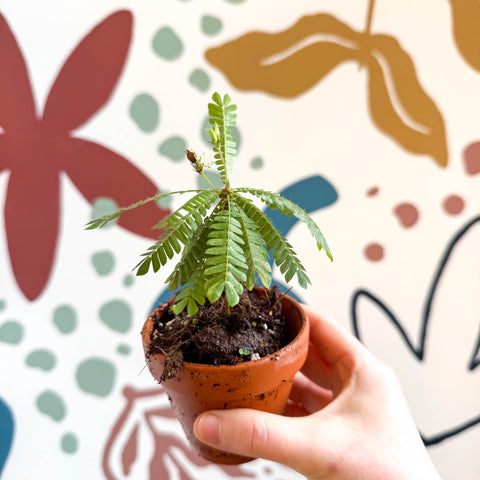 Biophytum sensitivum - Little Tree Plant - Sprouts of Bristol
