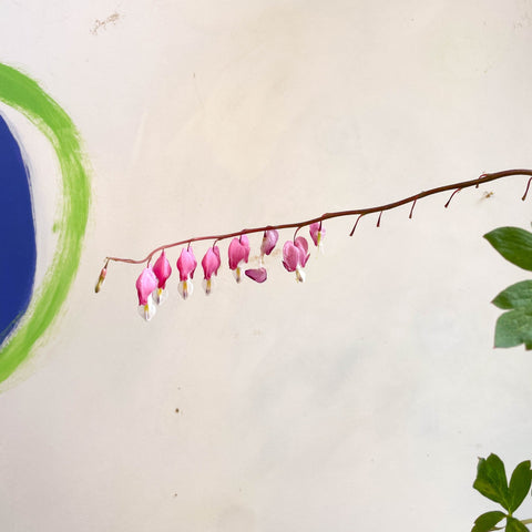 Bleeding Heart - Lamprocapnos spectabilis - Cotswold Grown Perennial - Sprouts of Bristol