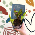 Bletilla - Hardy Ground Orchid - Sprouts of Bristol