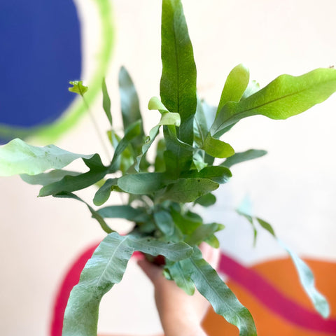 Blue Star Fern - Phlebodium aureum - Sprouts of Bristol