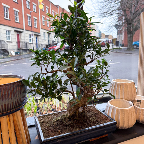 Bonsai - Ficus microcarpa 'Ginseng' - Indian Laurel - Sprouts of Bristol