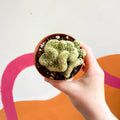 Brain Cactus - Mammillaria elongata 'Cristata' - Sprouts of Bristol