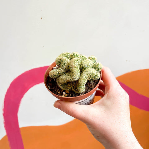 Brain Cactus - Mammillaria elongata 'Cristata' - Sprouts of Bristol