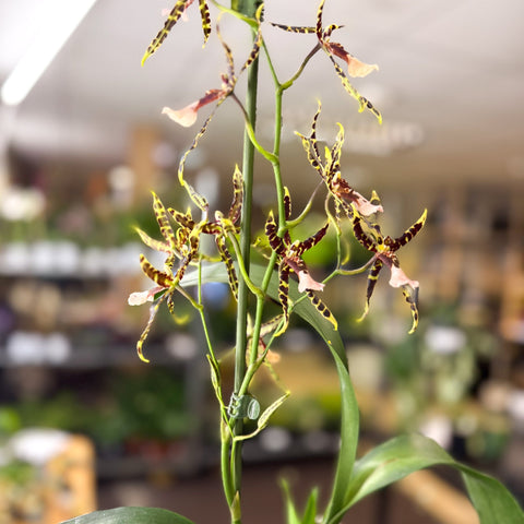 Brassia ‘Summer Dream’ – Spider Orchid - Sprouts of Bristol