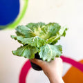 Brassica oleracea - Ornamental Cabbage or Kale - Lucky Mix - Sprouts of Bristol